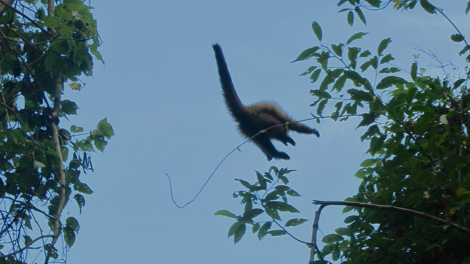 Flying monkey